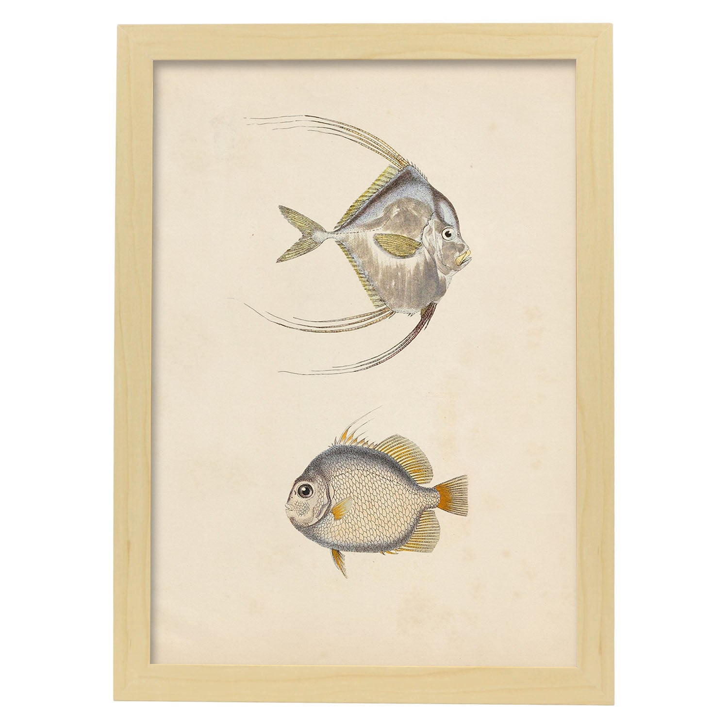 Lámina de dos peces gris, naranja y beige en , fondo papel vintage.-Artwork-Nacnic-A3-Marco Madera clara-Nacnic Estudio SL