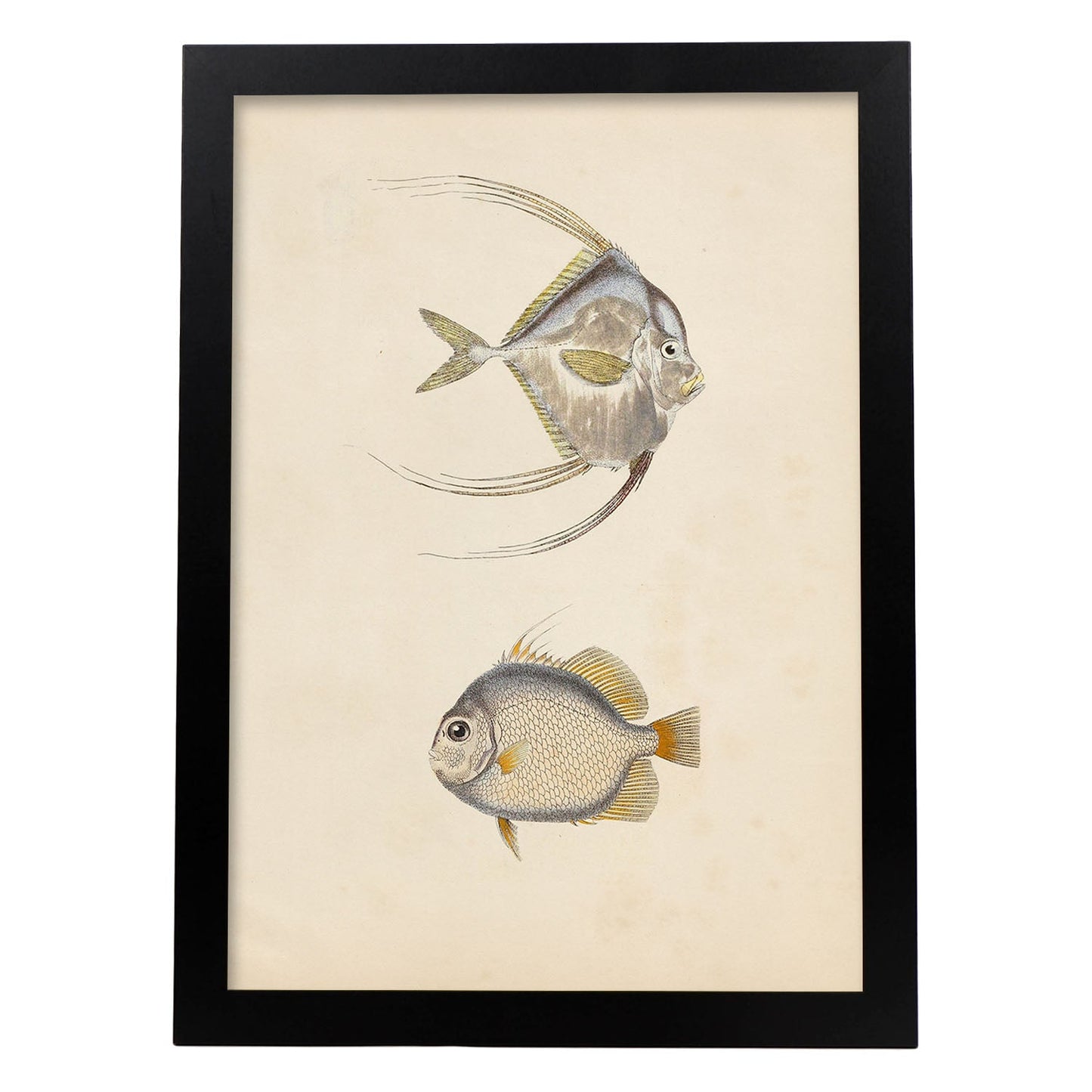 Lámina de dos peces gris, naranja y beige en , fondo papel vintage.-Artwork-Nacnic-A3-Marco Negro-Nacnic Estudio SL