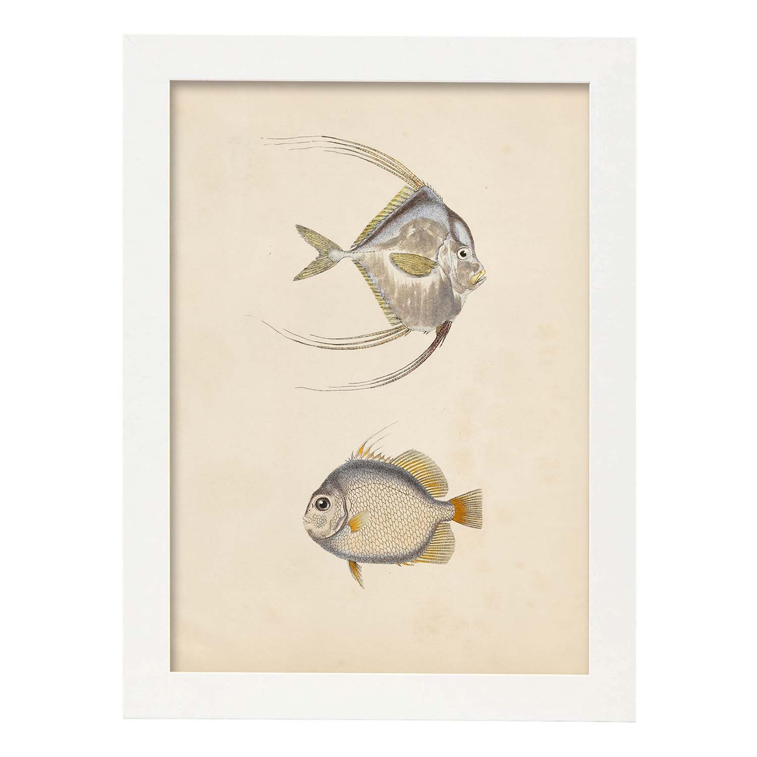 Lámina de dos peces gris, naranja y beige en , fondo papel vintage.-Artwork-Nacnic-A4-Marco Blanco-Nacnic Estudio SL