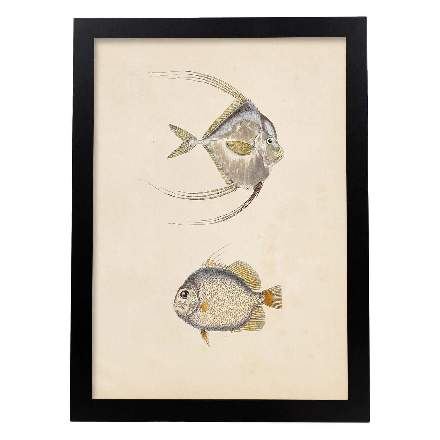 Lámina de dos peces gris, naranja y beige en , fondo papel vintage.-Artwork-Nacnic-A4-Marco Negro-Nacnic Estudio SL