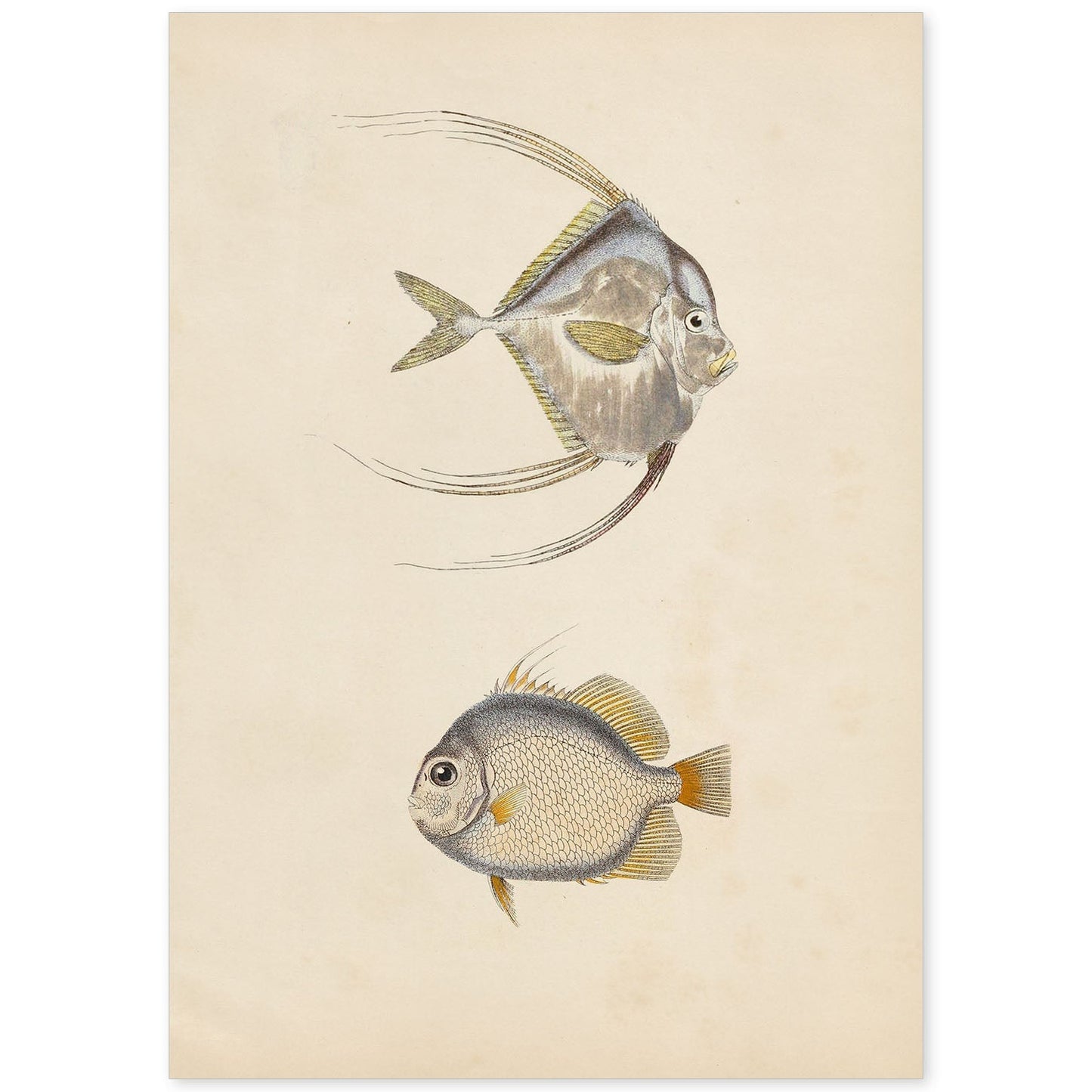 Lámina de dos peces gris, naranja y beige en , fondo papel vintage.-Artwork-Nacnic-A4-Sin marco-Nacnic Estudio SL