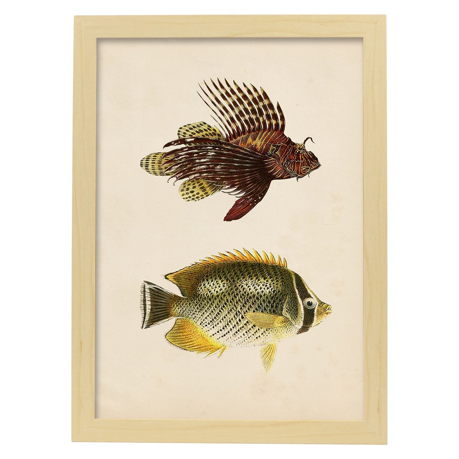 Lámina de dos peces marron, amarillo y verde en , fondo papel vintage.-Artwork-Nacnic-A3-Marco Madera clara-Nacnic Estudio SL