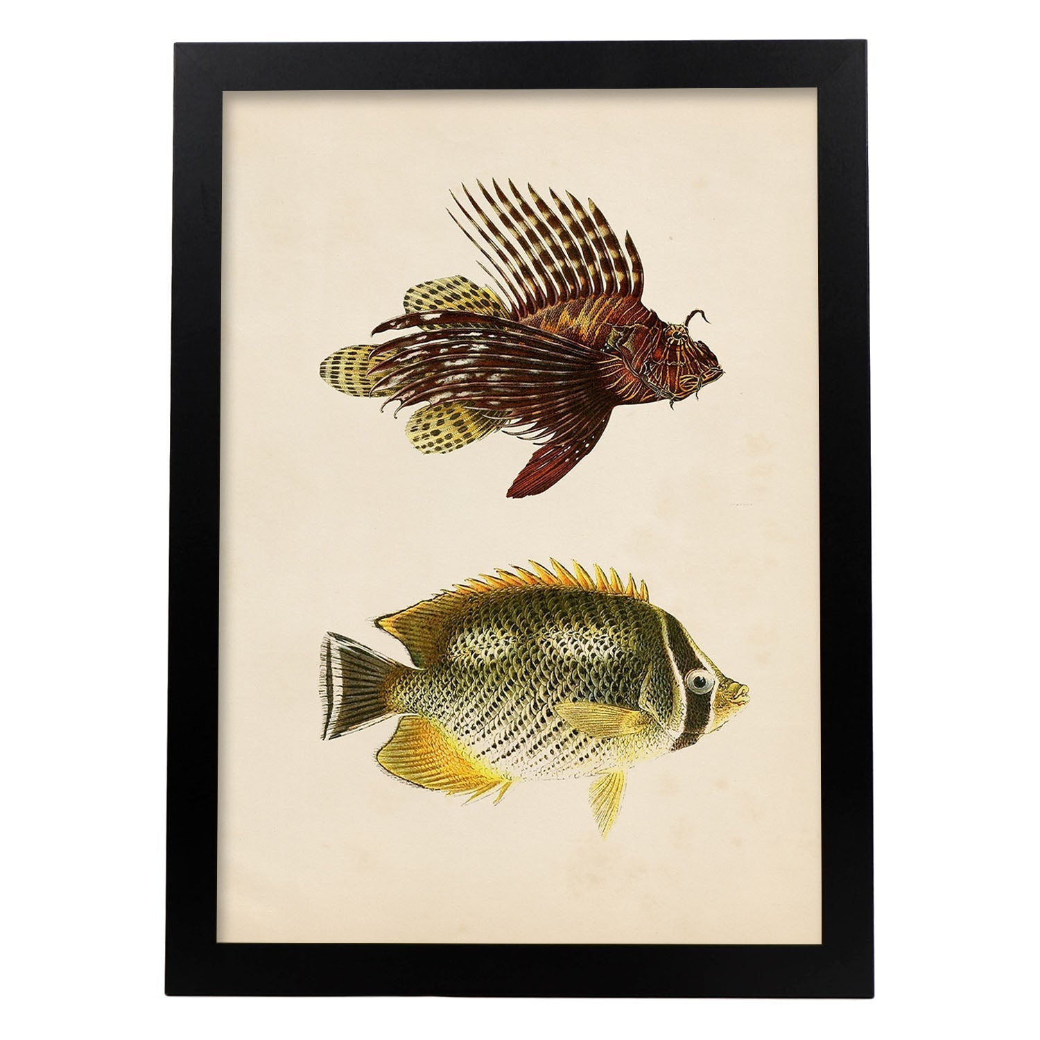 Lámina de dos peces marron, amarillo y verde en , fondo papel vintage.-Artwork-Nacnic-A3-Marco Negro-Nacnic Estudio SL