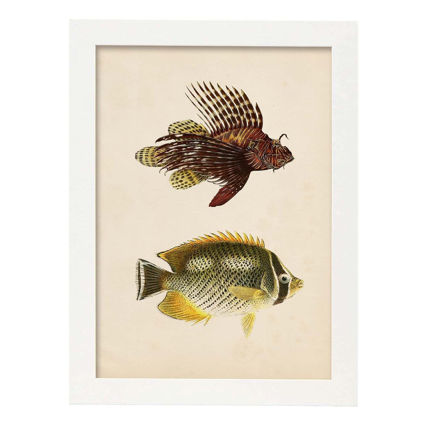 Lámina de dos peces marron, amarillo y verde en , fondo papel vintage.-Artwork-Nacnic-A4-Marco Blanco-Nacnic Estudio SL