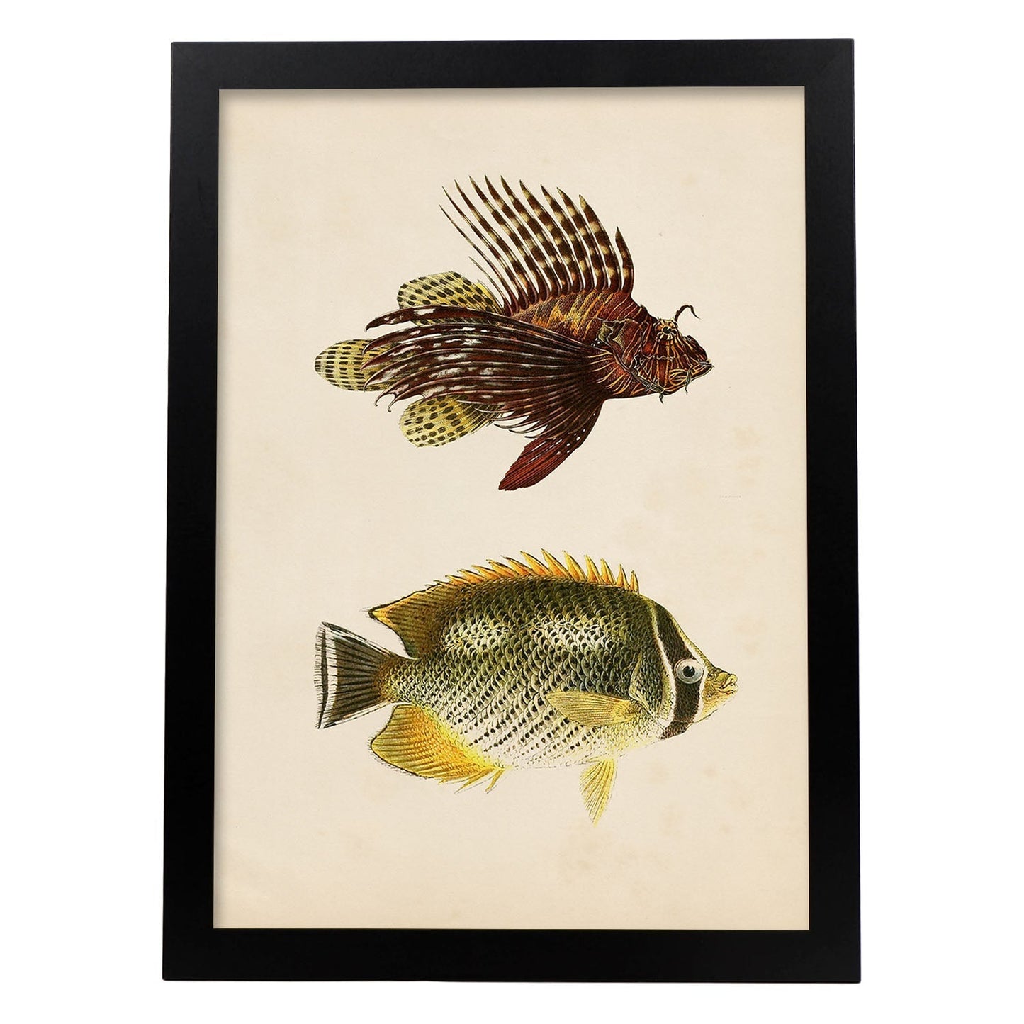 Lámina de dos peces marron, amarillo y verde en , fondo papel vintage.-Artwork-Nacnic-A4-Marco Negro-Nacnic Estudio SL