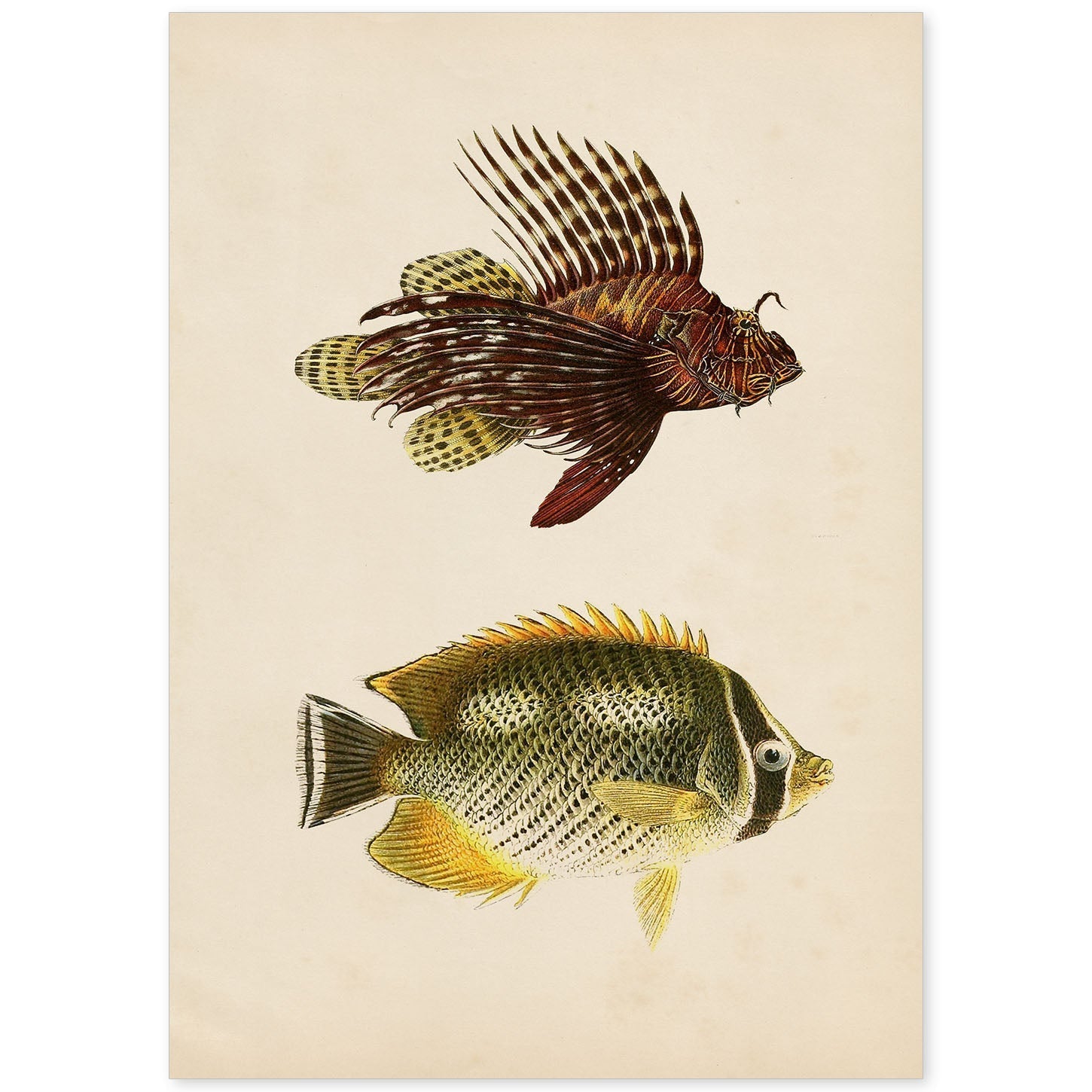 Lámina de dos peces marron, amarillo y verde en , fondo papel vintage.-Artwork-Nacnic-A4-Sin marco-Nacnic Estudio SL