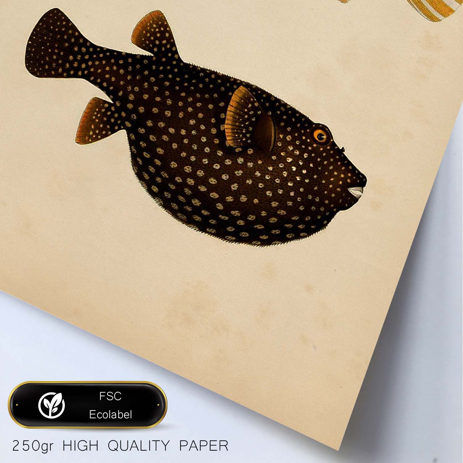 Lámina de dos peces marron, naranja, negro y amarillo en , fondo papel vintage.-Artwork-Nacnic-Nacnic Estudio SL