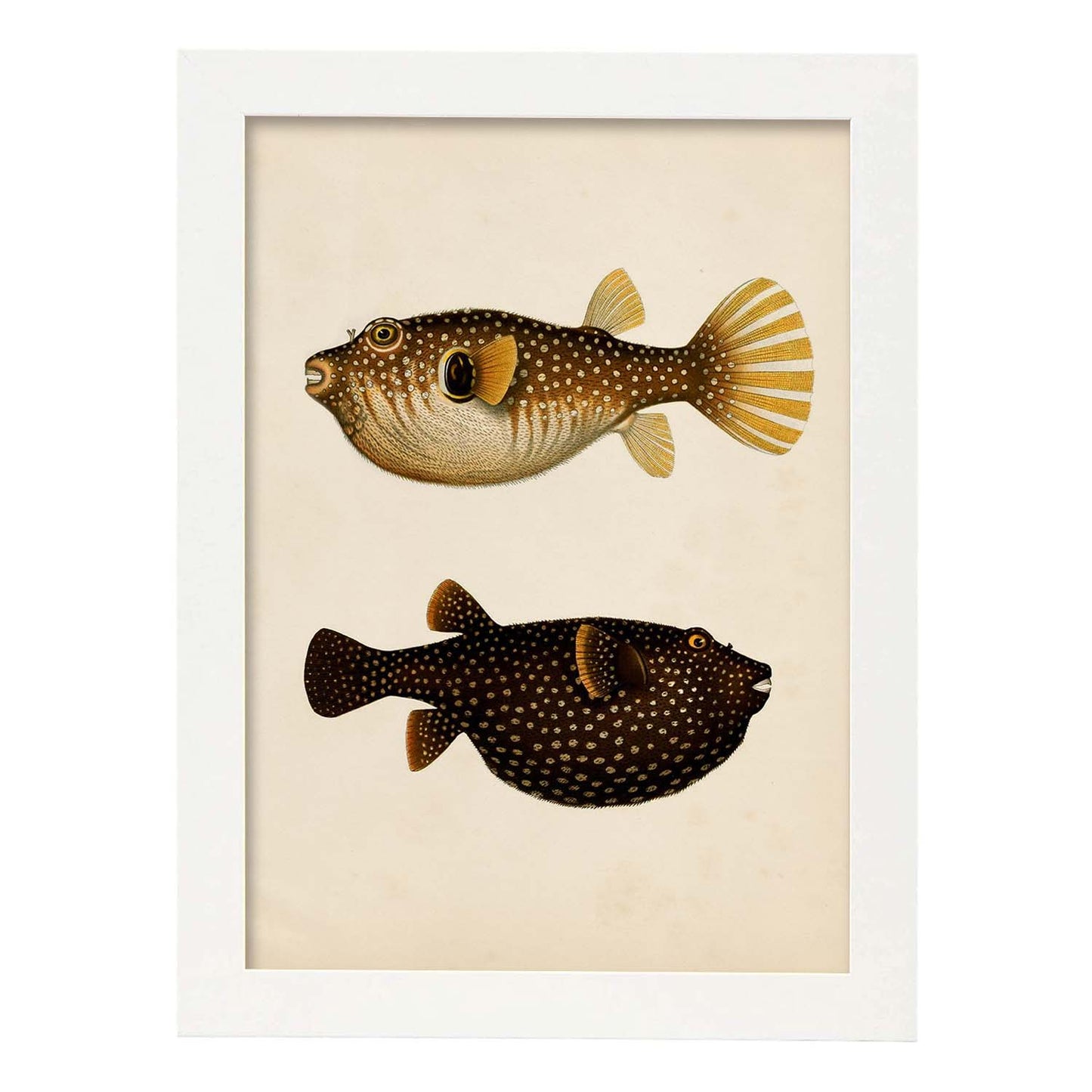 Lámina de dos peces marron, naranja, negro y amarillo en , fondo papel vintage.-Artwork-Nacnic-A3-Marco Blanco-Nacnic Estudio SL