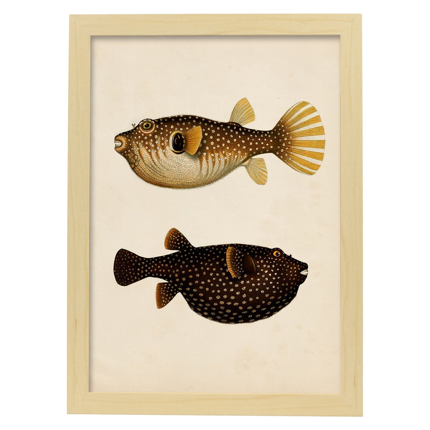 Lámina de dos peces marron, naranja, negro y amarillo en , fondo papel vintage.-Artwork-Nacnic-A3-Marco Madera clara-Nacnic Estudio SL
