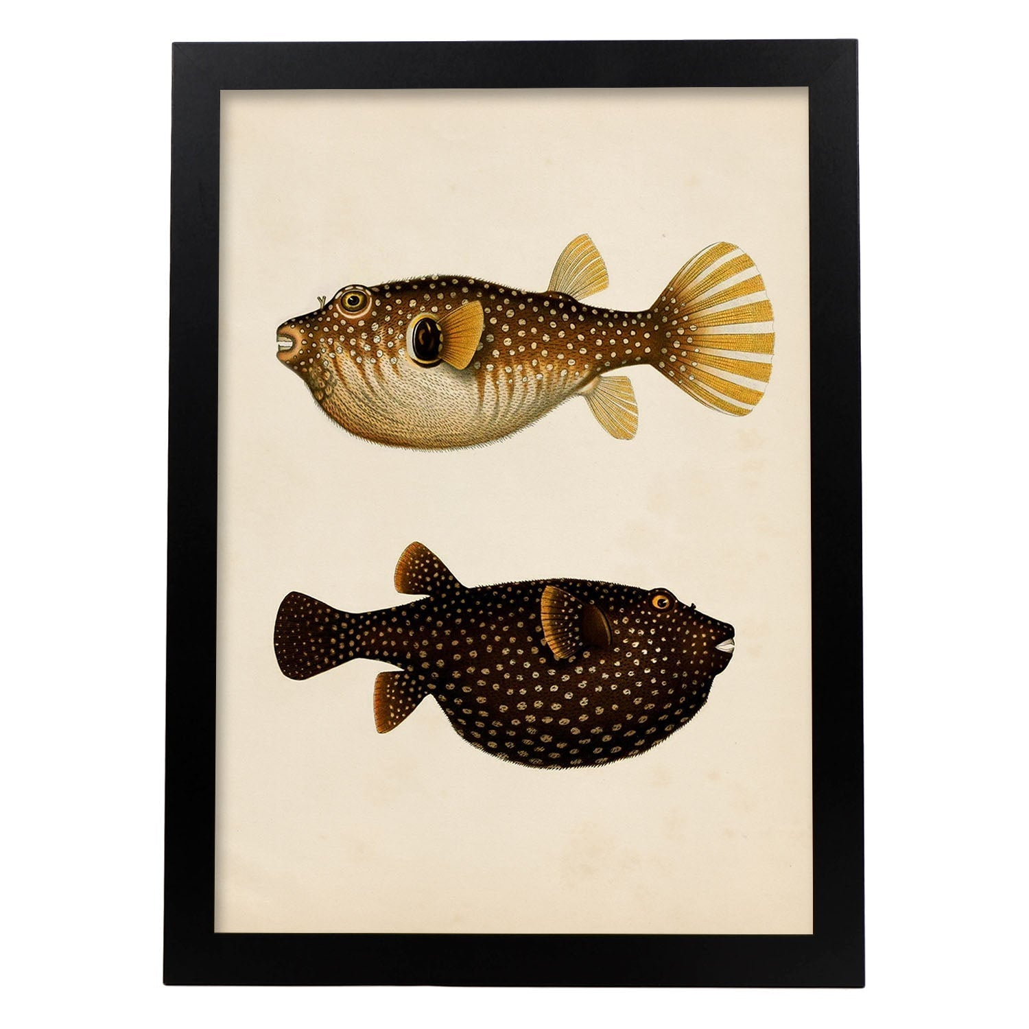 Lámina de dos peces marron, naranja, negro y amarillo en , fondo papel vintage.-Artwork-Nacnic-A4-Marco Negro-Nacnic Estudio SL