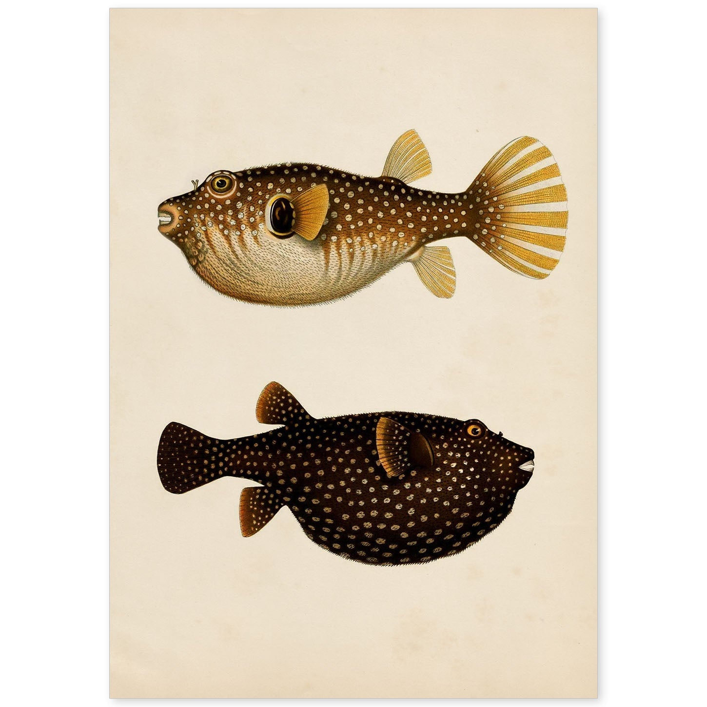 Lámina de dos peces marron, naranja, negro y amarillo en , fondo papel vintage.-Artwork-Nacnic-A4-Sin marco-Nacnic Estudio SL