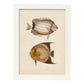 Lámina de dos peces marron y naranja en , fondo papel vintage.-Artwork-Nacnic-A3-Marco Blanco-Nacnic Estudio SL