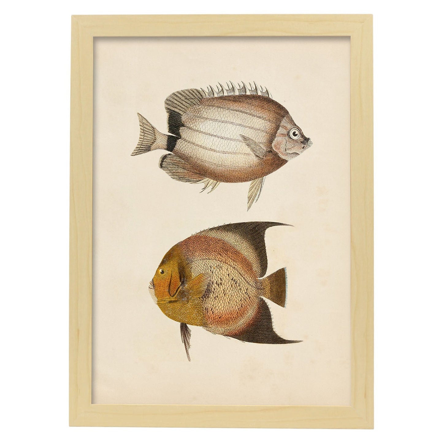 Lámina de dos peces marron y naranja en , fondo papel vintage.-Artwork-Nacnic-A3-Marco Madera clara-Nacnic Estudio SL