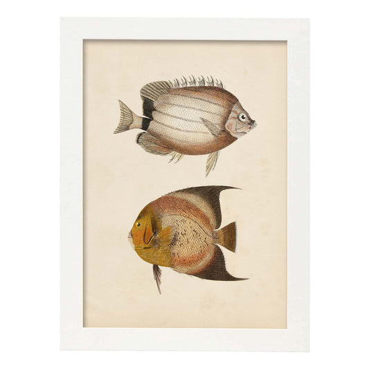 Lámina de dos peces marron y naranja en , fondo papel vintage.-Artwork-Nacnic-A4-Marco Blanco-Nacnic Estudio SL
