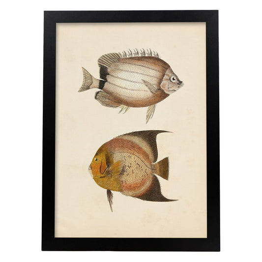 Lámina de dos peces marron y naranja en , fondo papel vintage.-Artwork-Nacnic-A4-Marco Negro-Nacnic Estudio SL