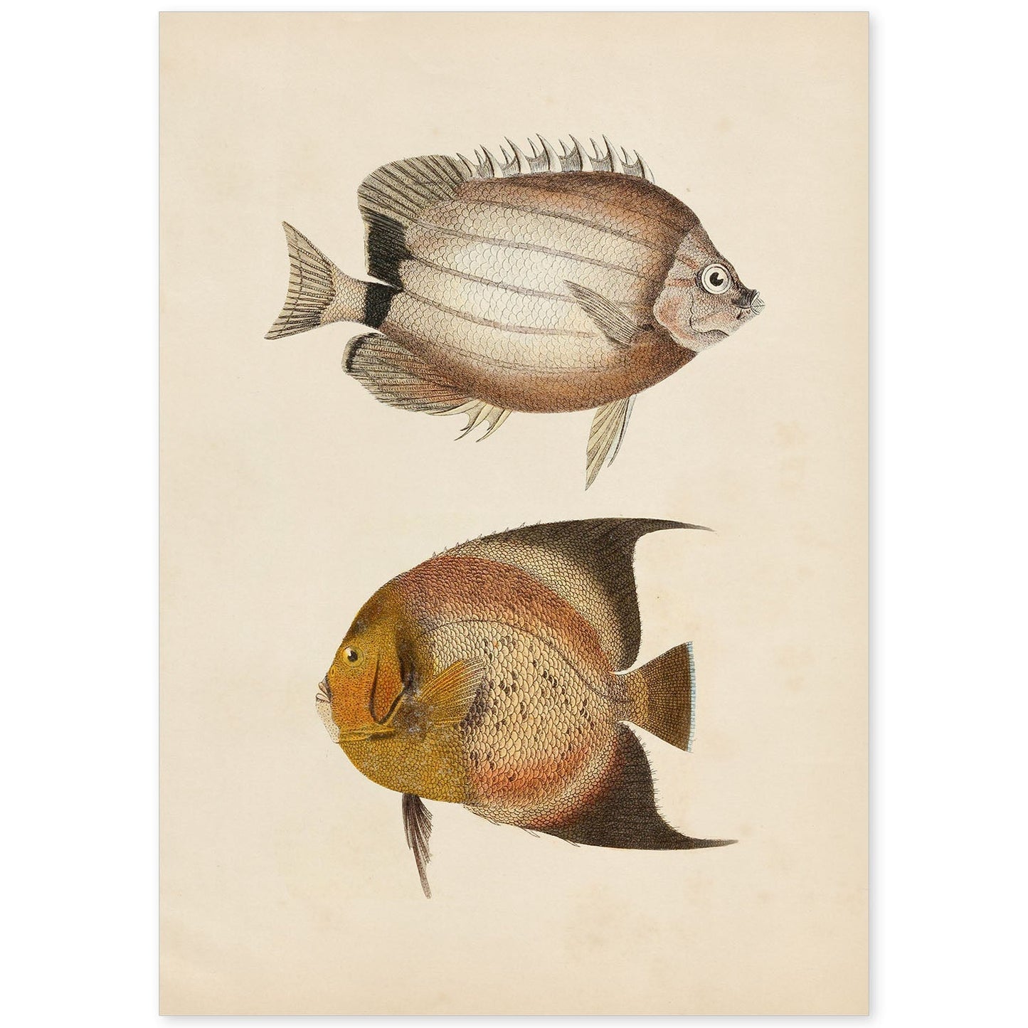 Lámina de dos peces marron y naranja en , fondo papel vintage.-Artwork-Nacnic-A4-Sin marco-Nacnic Estudio SL