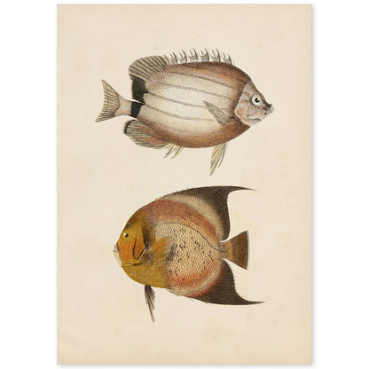 Lámina de dos peces marron y naranja en , fondo papel vintage.-Artwork-Nacnic-A4-Sin marco-Nacnic Estudio SL