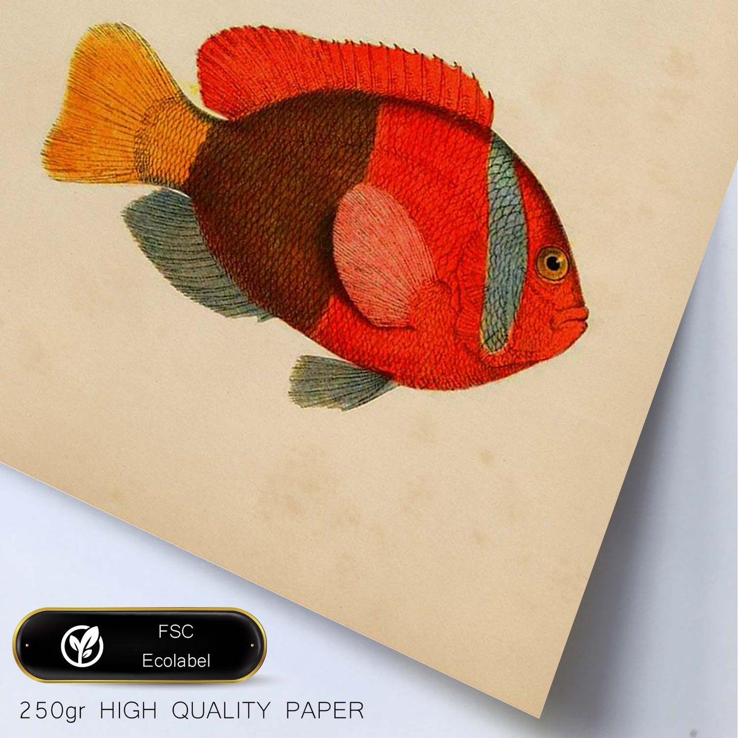 Lámina de dos peces verde azul y rojo amarillo y gris en , fondo papel vintage.-Artwork-Nacnic-Nacnic Estudio SL