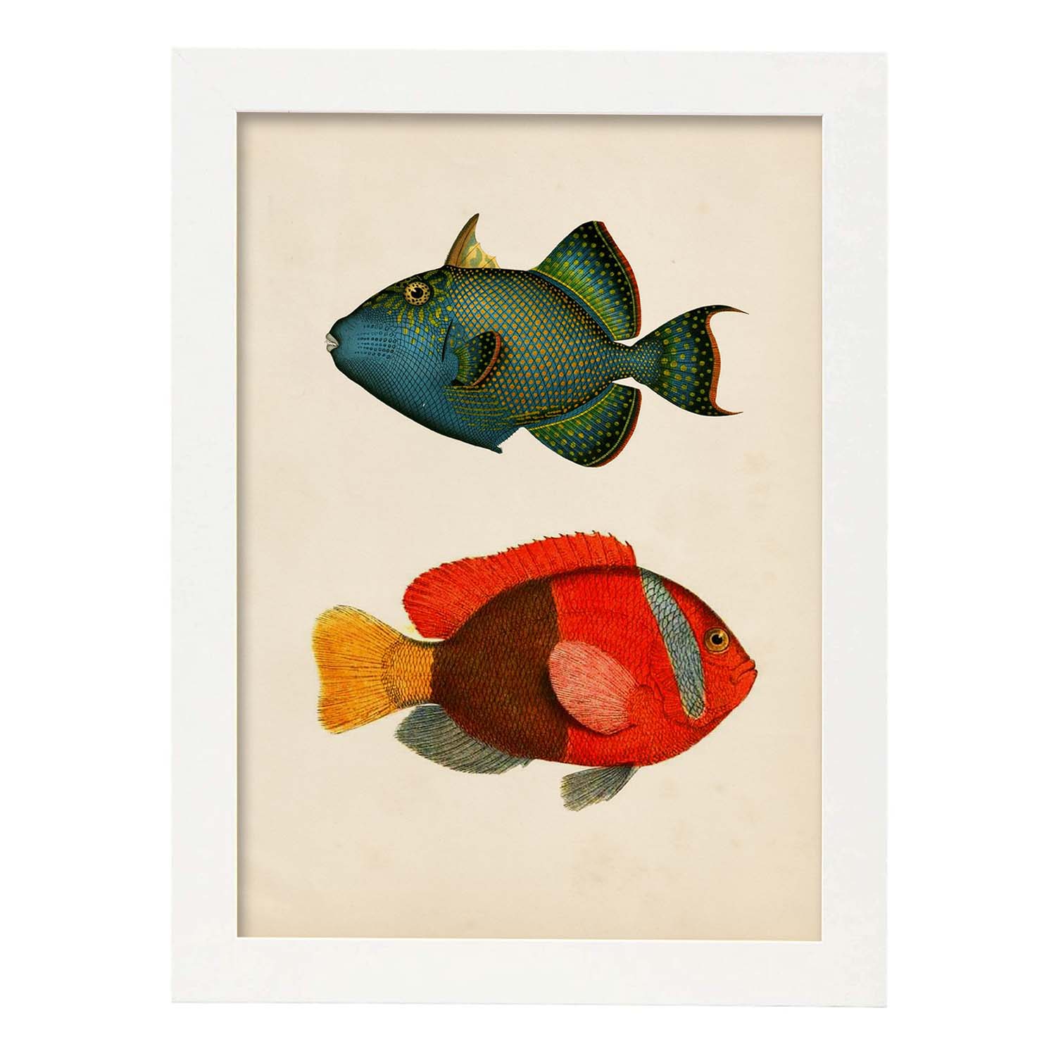 Lámina de dos peces verde azul y rojo amarillo y gris en , fondo papel vintage.-Artwork-Nacnic-A3-Marco Blanco-Nacnic Estudio SL