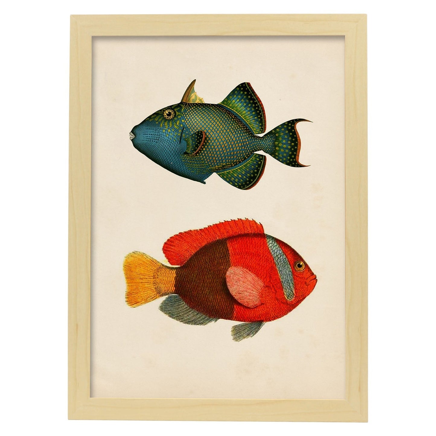 Lámina de dos peces verde azul y rojo amarillo y gris en , fondo papel vintage.-Artwork-Nacnic-A3-Marco Madera clara-Nacnic Estudio SL