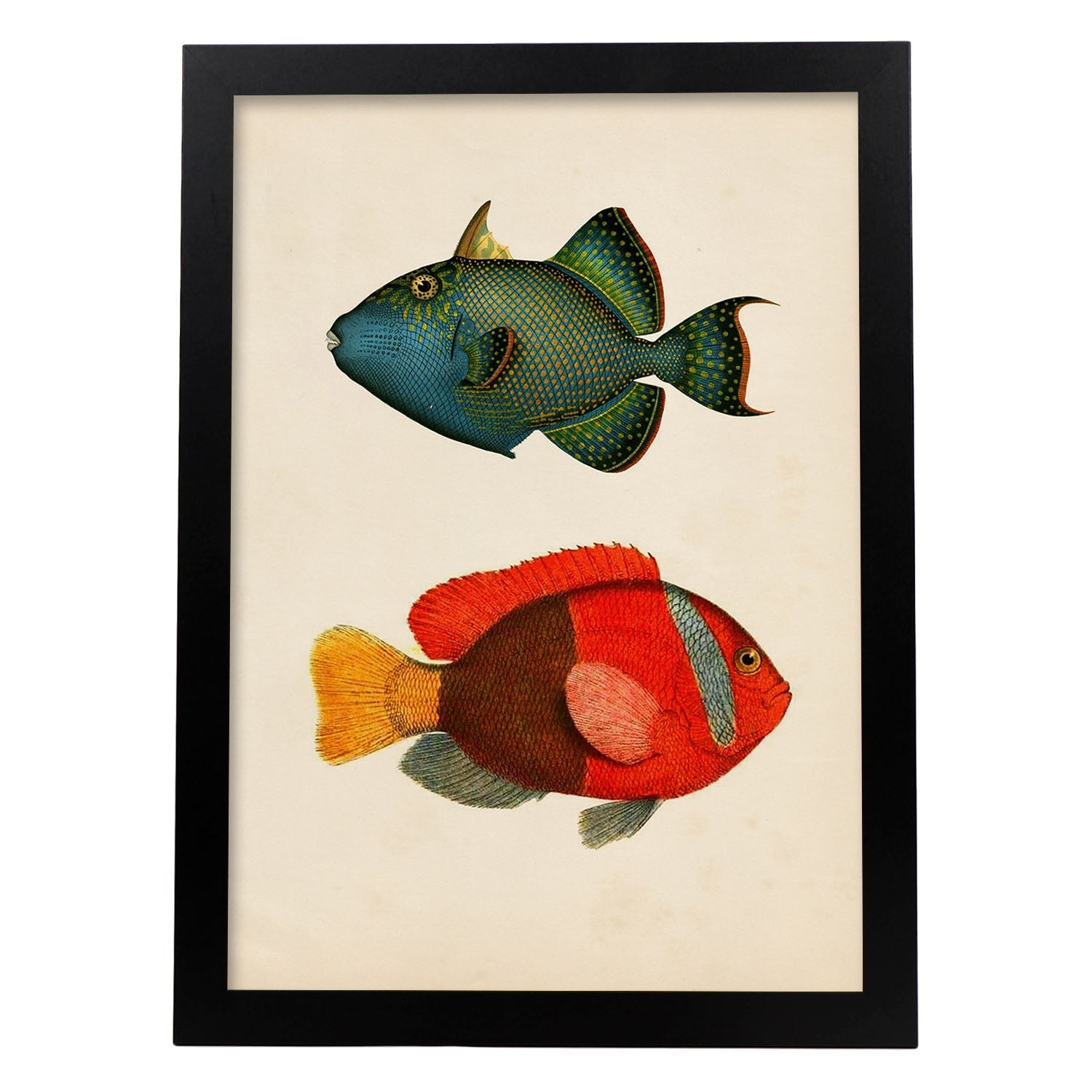 Lámina de dos peces verde azul y rojo amarillo y gris en , fondo papel vintage.-Artwork-Nacnic-A3-Marco Negro-Nacnic Estudio SL