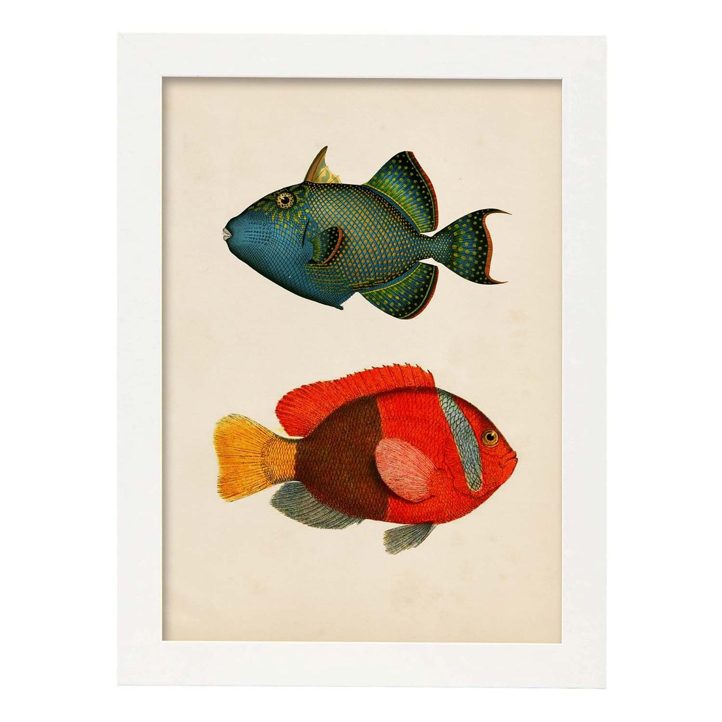 Lámina de dos peces verde azul y rojo amarillo y gris en , fondo papel vintage.-Artwork-Nacnic-A4-Marco Blanco-Nacnic Estudio SL