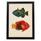 Lámina de dos peces verde azul y rojo amarillo y gris en , fondo papel vintage.-Artwork-Nacnic-A4-Marco Negro-Nacnic Estudio SL
