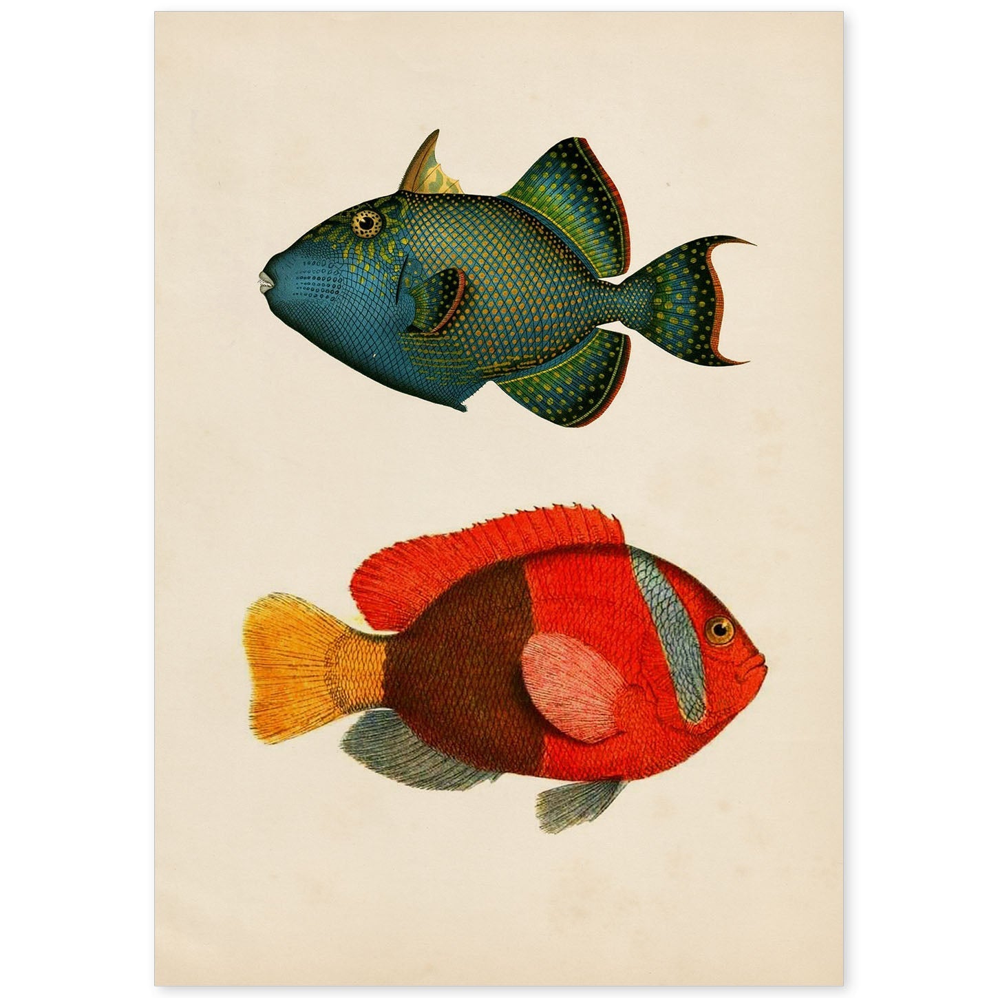 Lámina de dos peces verde azul y rojo amarillo y gris en , fondo papel vintage.-Artwork-Nacnic-A4-Sin marco-Nacnic Estudio SL