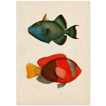 Lámina de dos peces verde azul y rojo amarillo y gris en , fondo papel vintage.-Artwork-Nacnic-A4-Sin marco-Nacnic Estudio SL