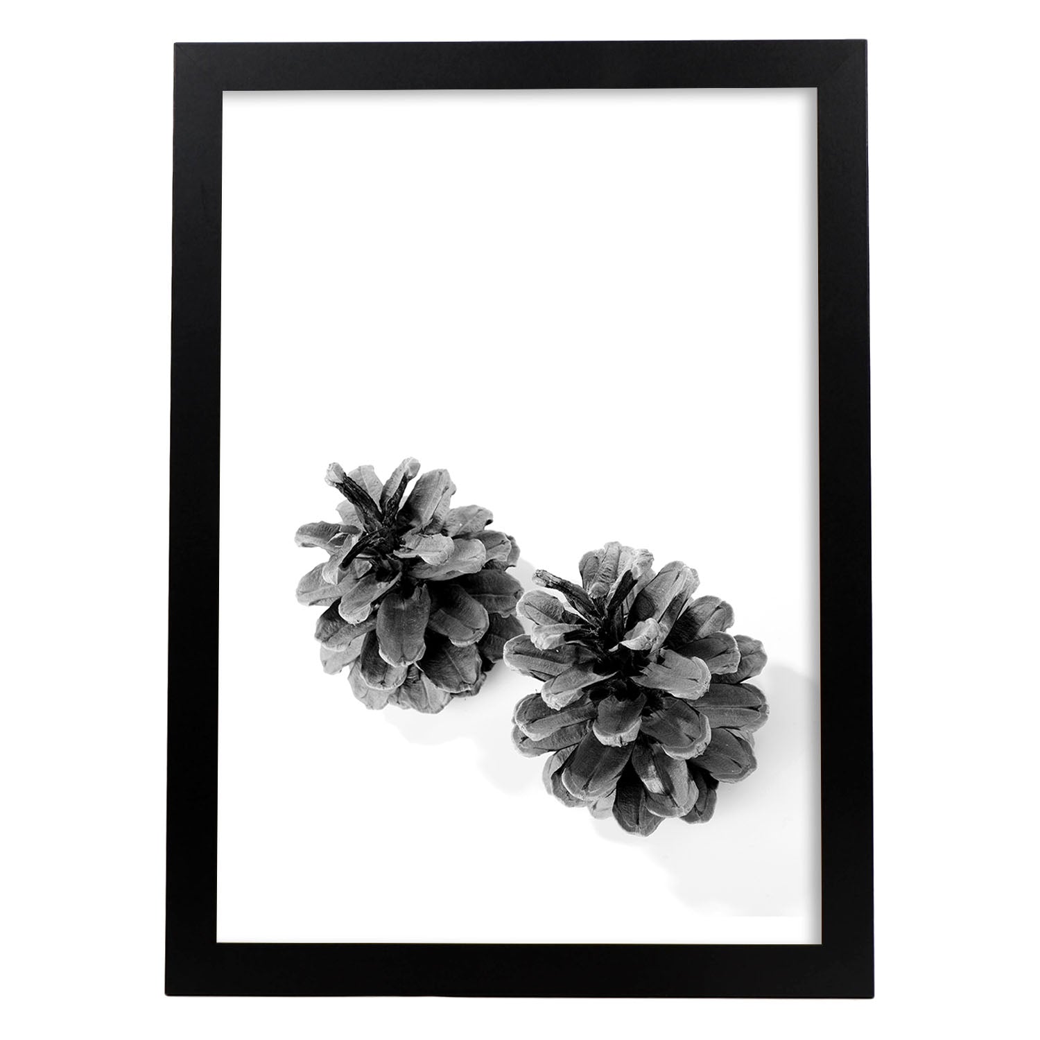 Lámina de dos piñas de pino en , en blanco y negro .-Artwork-Nacnic-A3-Marco Negro-Nacnic Estudio SL