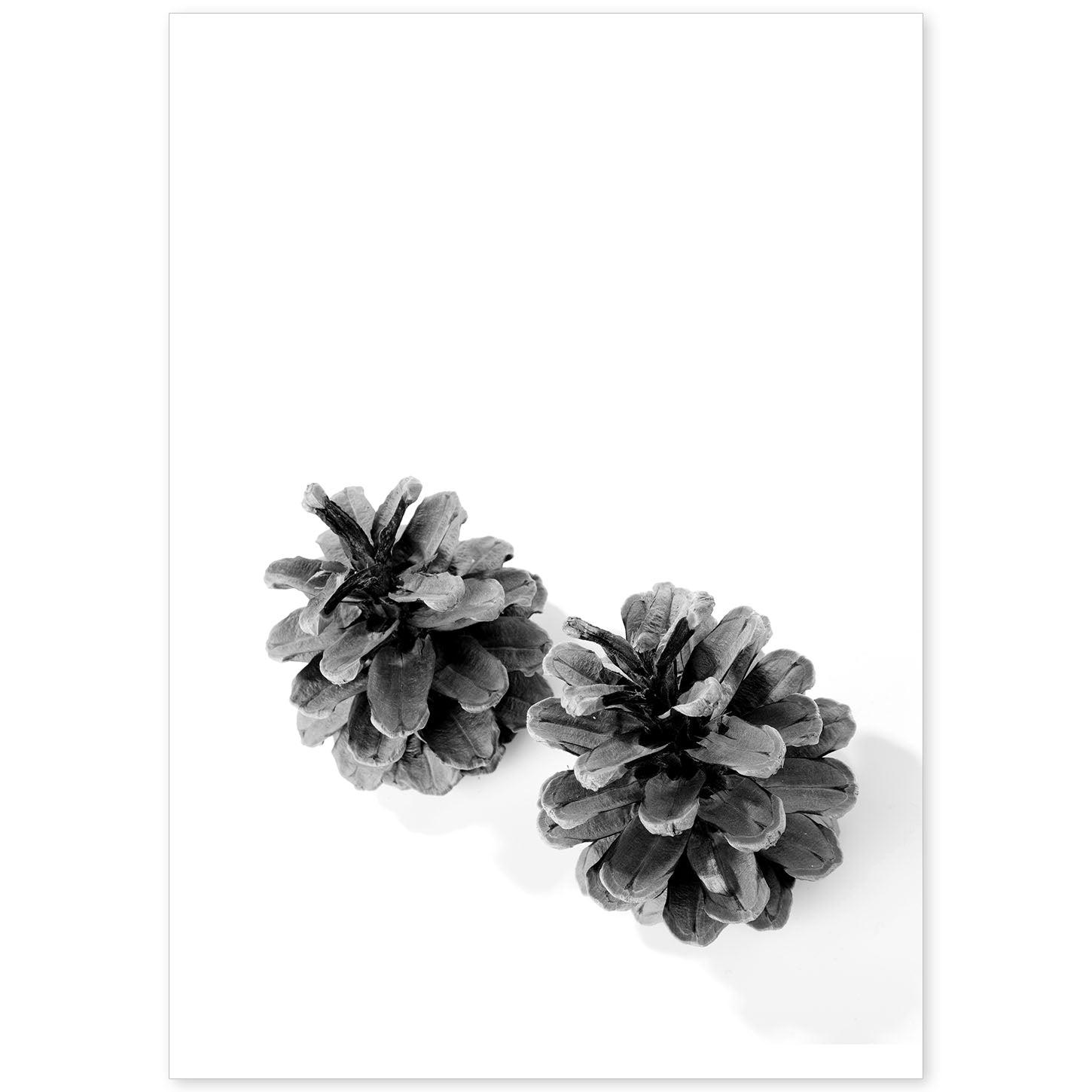 Lámina de dos piñas de pino en , en blanco y negro .-Artwork-Nacnic-A4-Sin marco-Nacnic Estudio SL