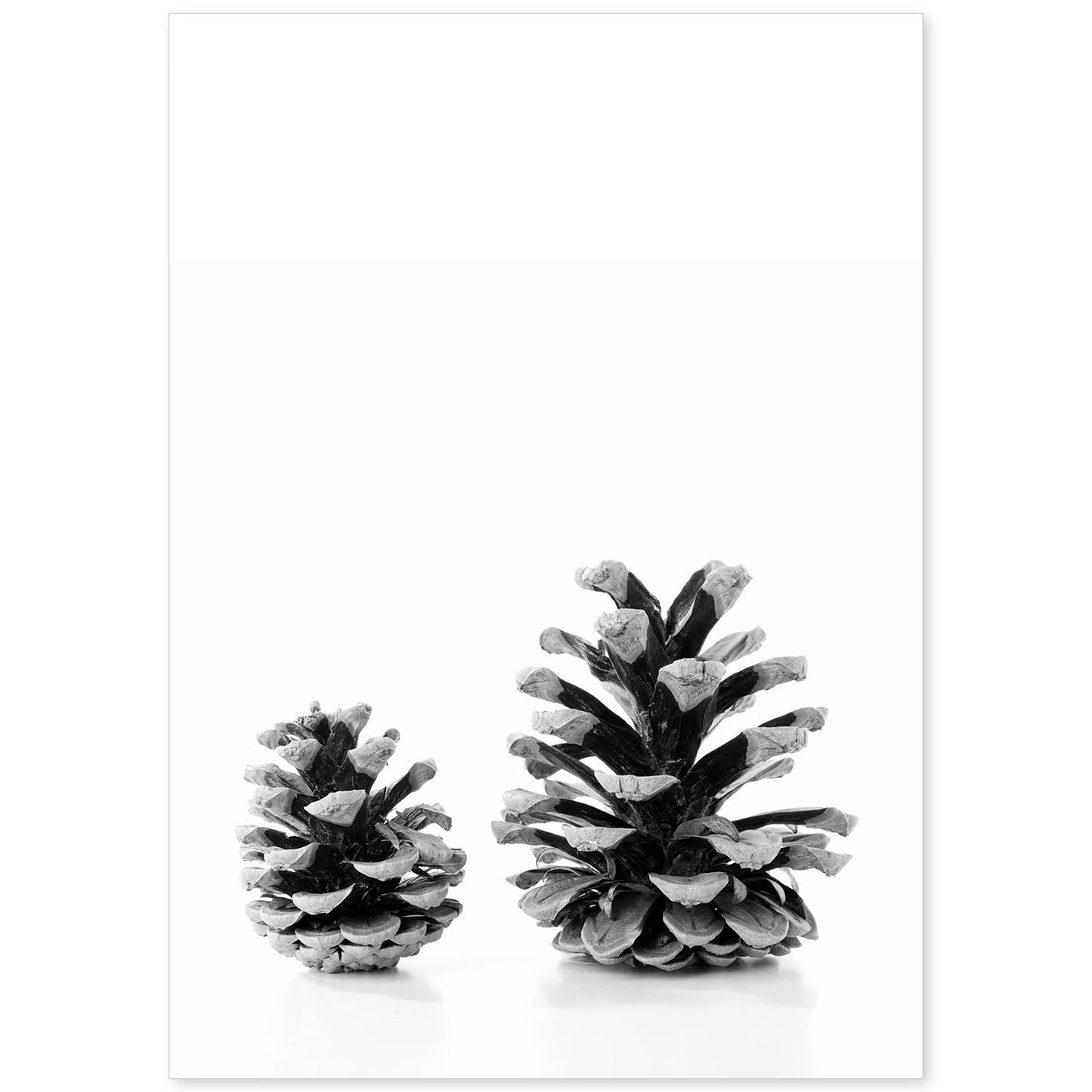 Lámina de dos piñas de pino frontal en , en blanco y negro.-Artwork-Nacnic-A4-Sin marco-Nacnic Estudio SL