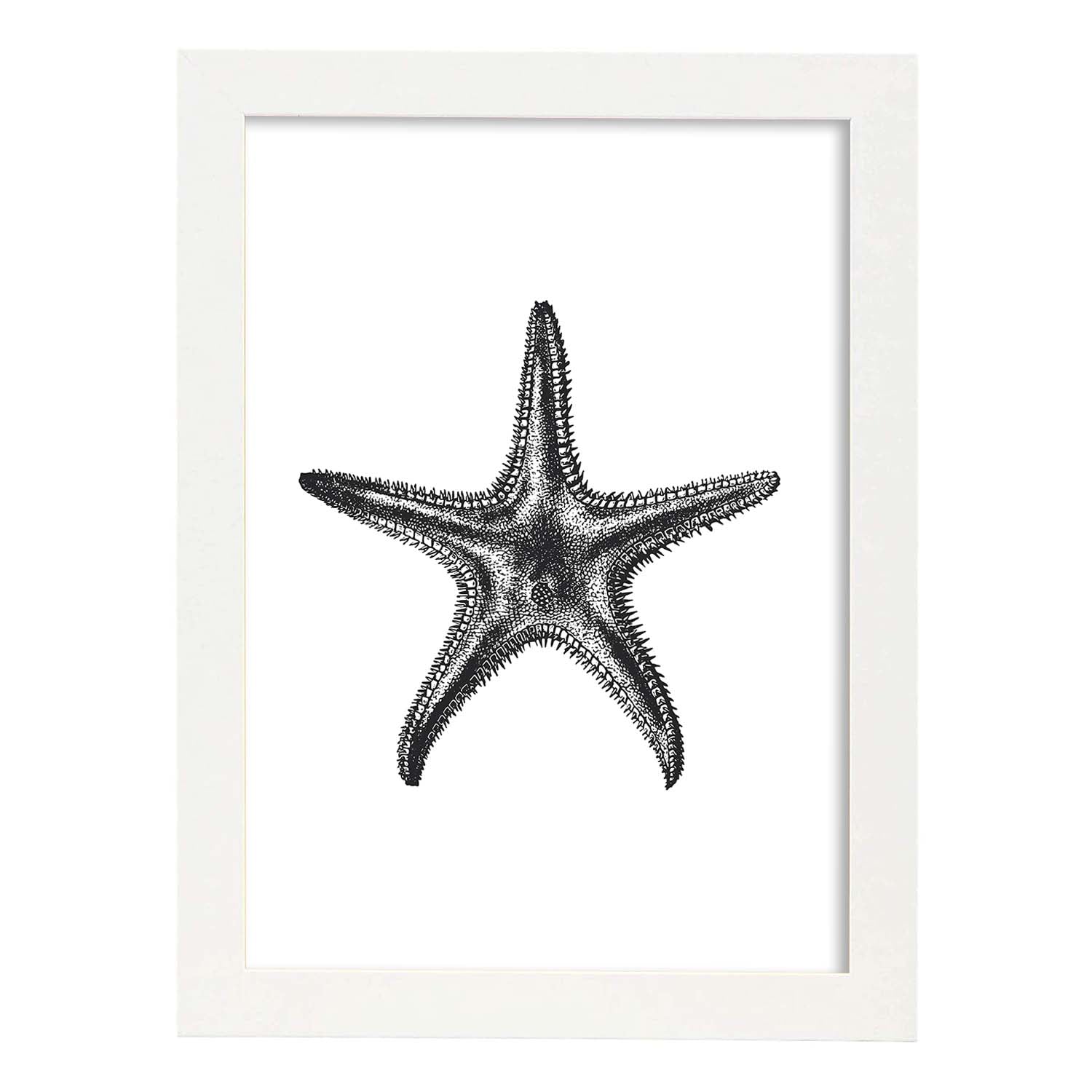 Lámina de Estrella de mar. Posters con animales en blanco y negro.-Artwork-Nacnic-A3-Marco Blanco-Nacnic Estudio SL