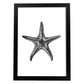 Lámina de Estrella de mar. Posters con animales en blanco y negro.-Artwork-Nacnic-A3-Marco Negro-Nacnic Estudio SL