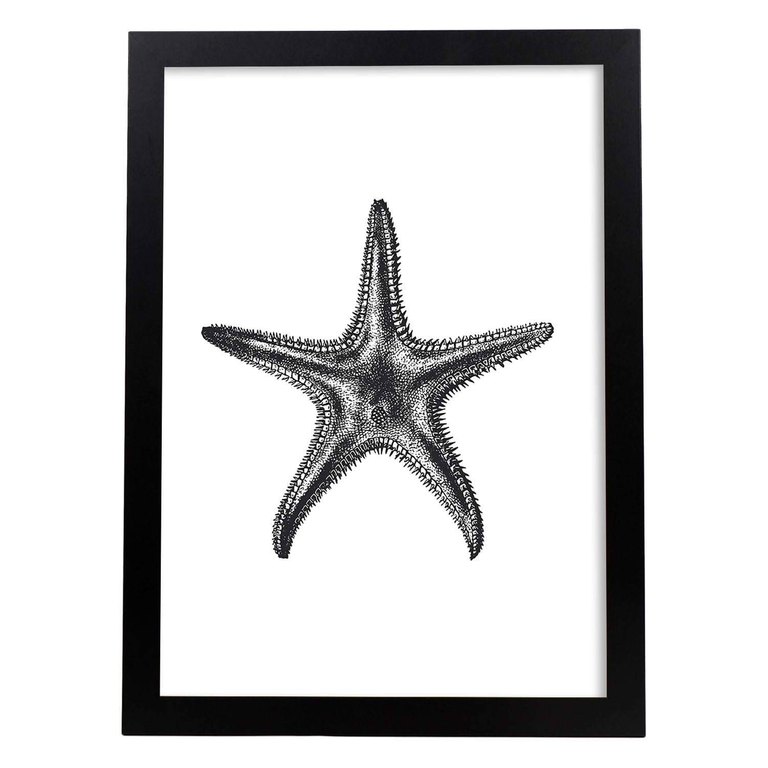 Lámina de Estrella de mar. Posters con animales en blanco y negro.-Artwork-Nacnic-A3-Marco Negro-Nacnic Estudio SL