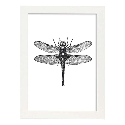 Lámina de Libelula. Posters con animales en blanco y negro.-Artwork-Nacnic-A4-Marco Blanco-Nacnic Estudio SL