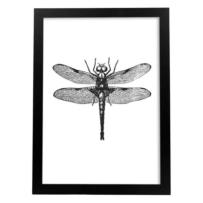 Lámina de Libelula. Posters con animales en blanco y negro.-Artwork-Nacnic-A4-Marco Negro-Nacnic Estudio SL