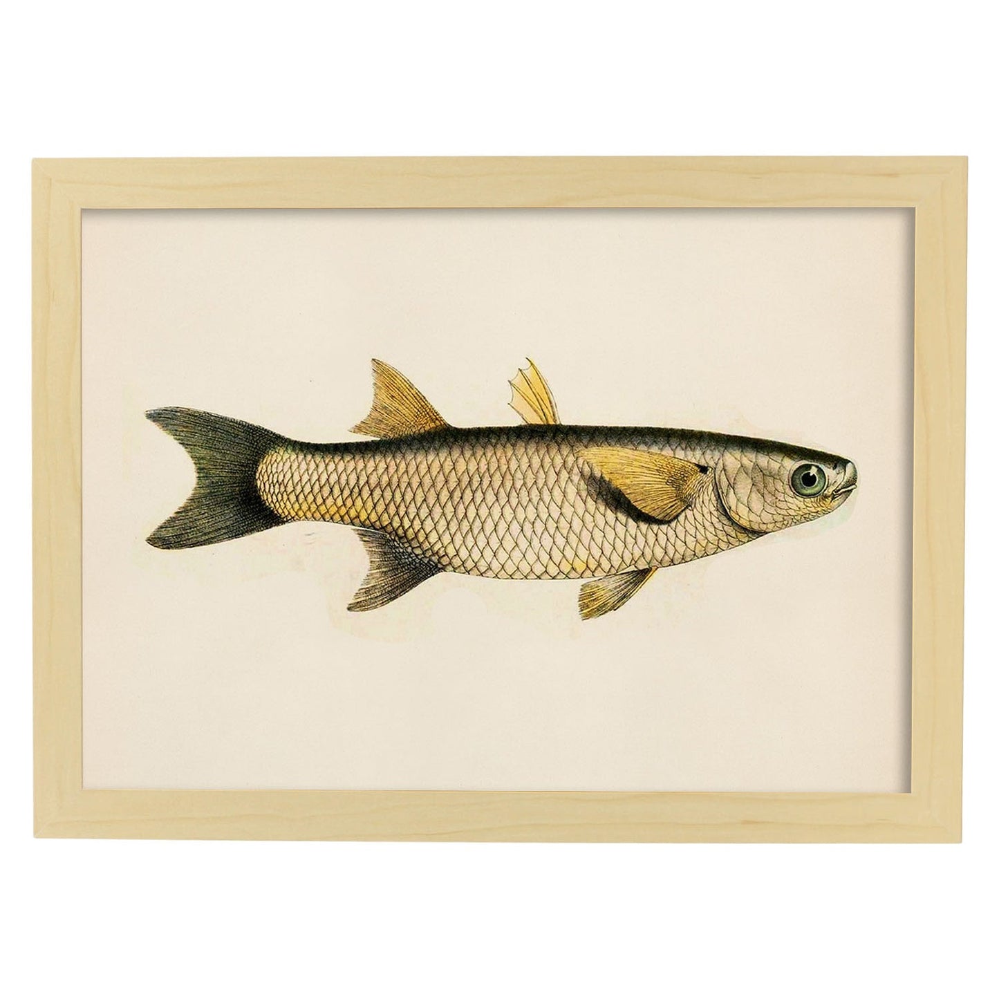 Lámina de pez amarillo, gris en , fondo papel vintage.-Artwork-Nacnic-A3-Marco Madera clara-Nacnic Estudio SL