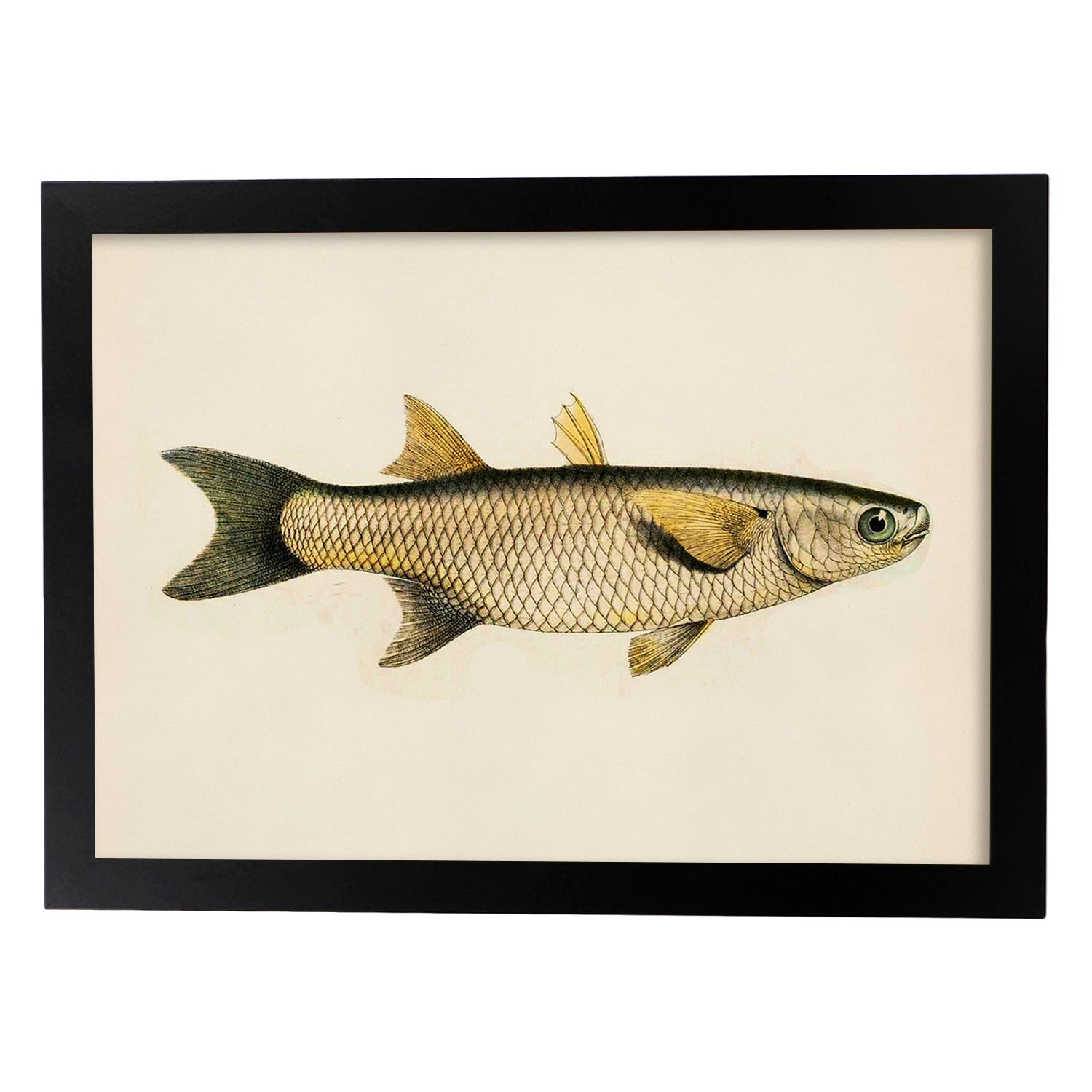 Lámina de pez amarillo, gris en , fondo papel vintage.-Artwork-Nacnic-A4-Marco Negro-Nacnic Estudio SL
