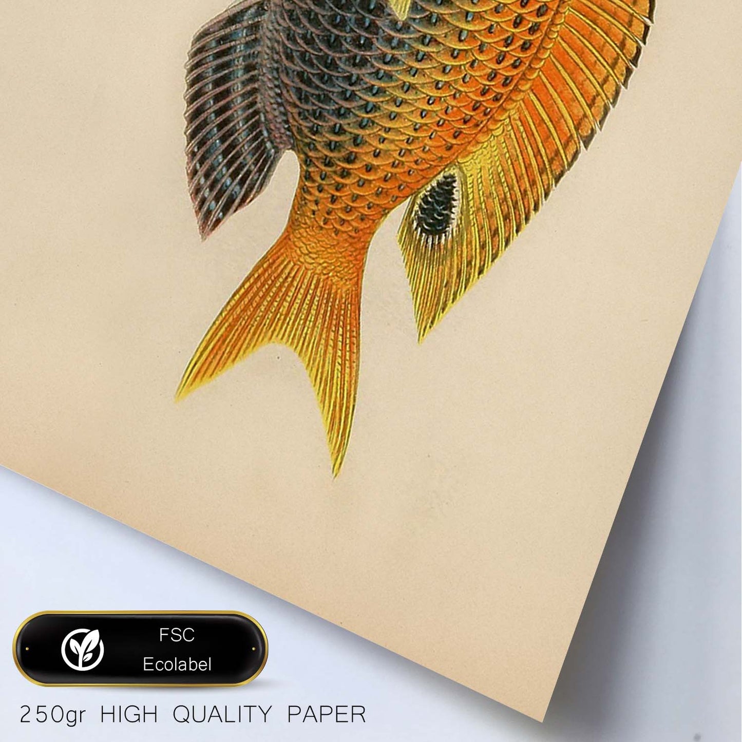 Lámina de pez amarillo, gris y naranja en , fondo papel vintage.-Artwork-Nacnic-Nacnic Estudio SL