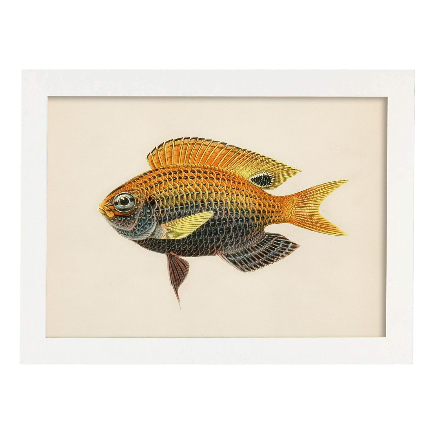 Lámina de pez amarillo, gris y naranja en , fondo papel vintage.-Artwork-Nacnic-A3-Marco Blanco-Nacnic Estudio SL
