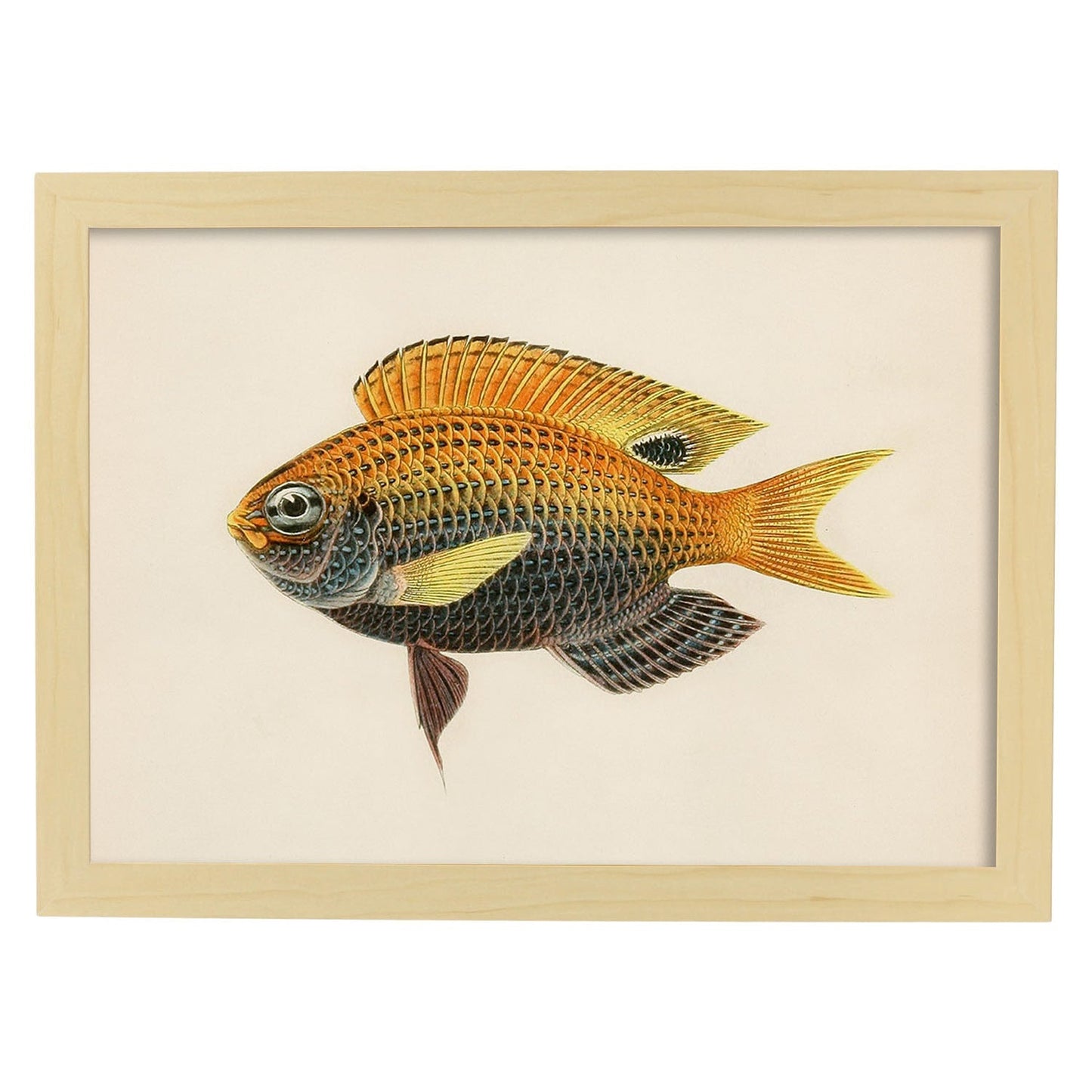 Lámina de pez amarillo, gris y naranja en , fondo papel vintage.-Artwork-Nacnic-A3-Marco Madera clara-Nacnic Estudio SL