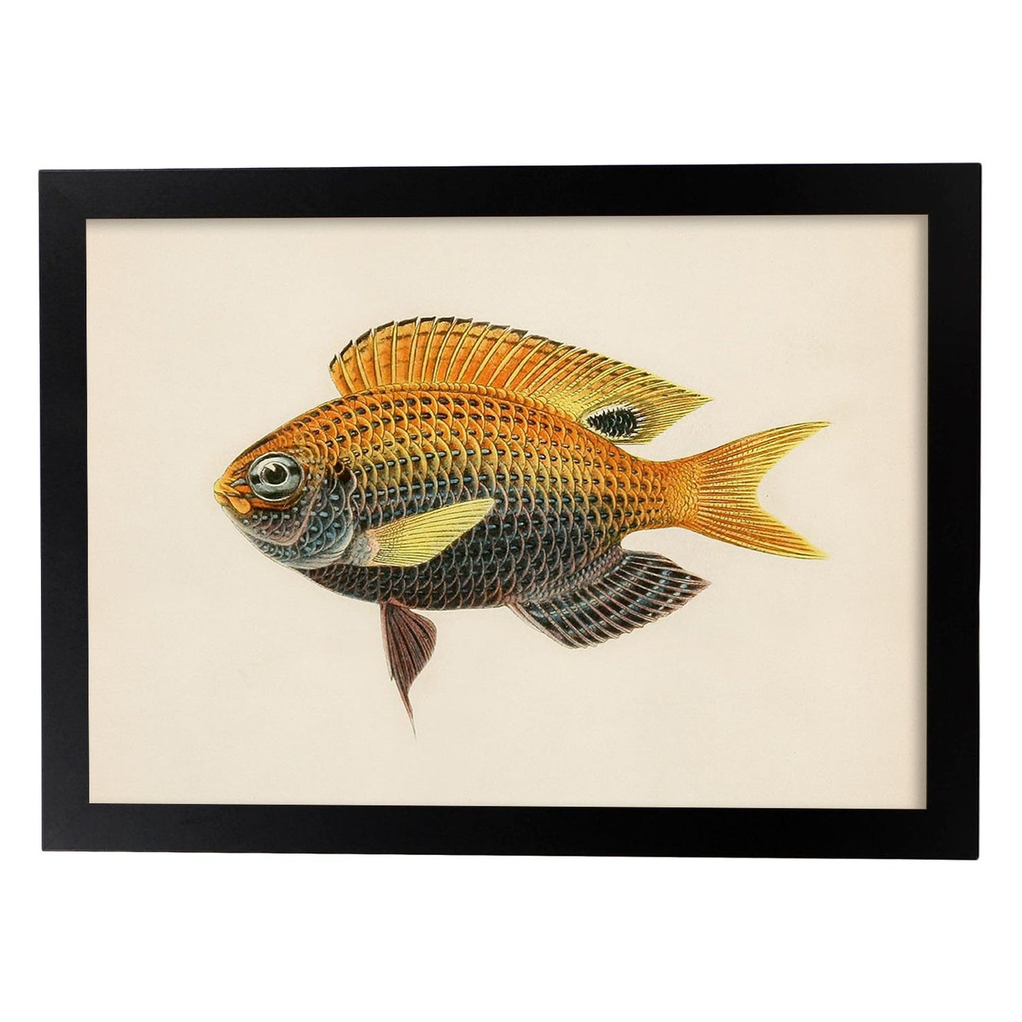 Lámina de pez amarillo, gris y naranja en , fondo papel vintage.-Artwork-Nacnic-A3-Marco Negro-Nacnic Estudio SL