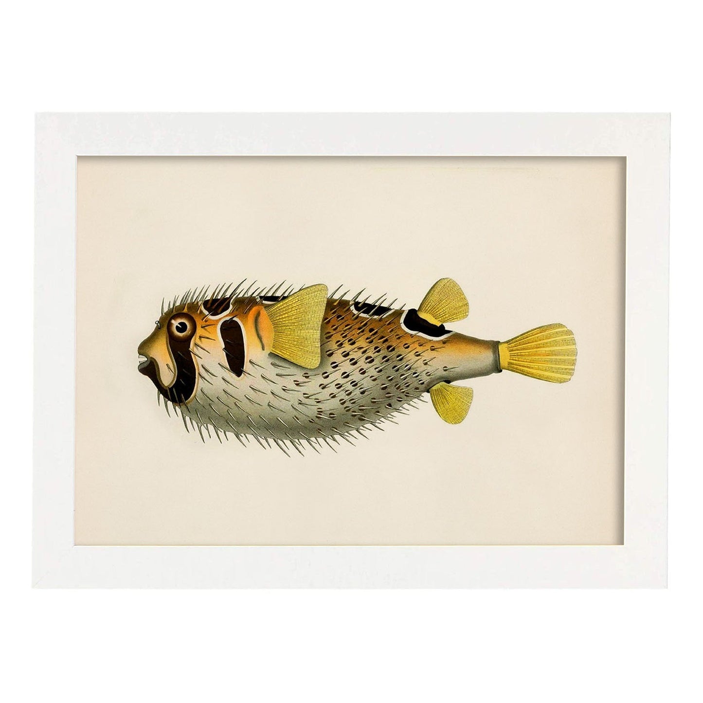 Lámina de pez amarillo, negro y blanco en , fondo papel vintage.-Artwork-Nacnic-A3-Marco Blanco-Nacnic Estudio SL