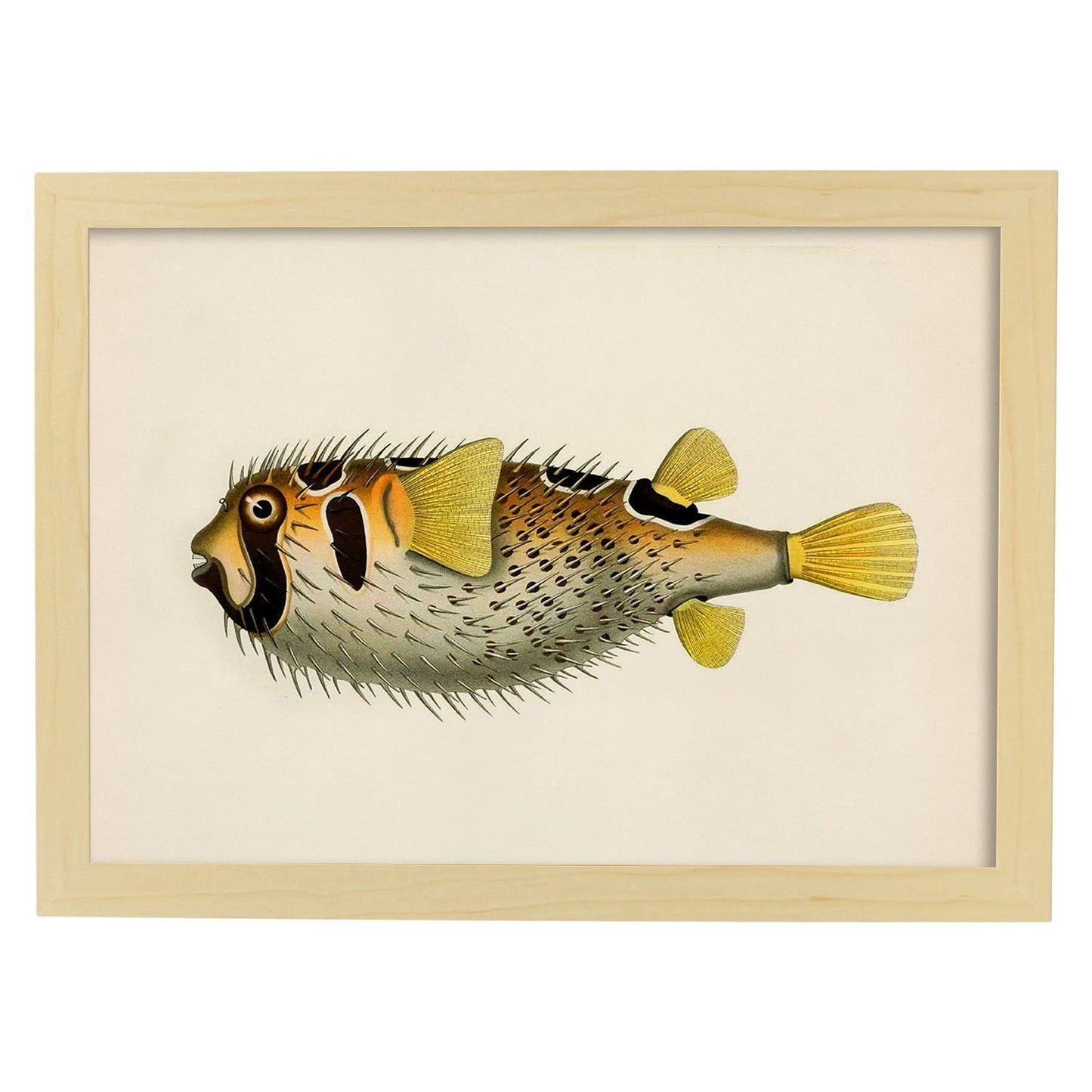 Lámina de pez amarillo, negro y blanco en , fondo papel vintage.-Artwork-Nacnic-A3-Marco Madera clara-Nacnic Estudio SL