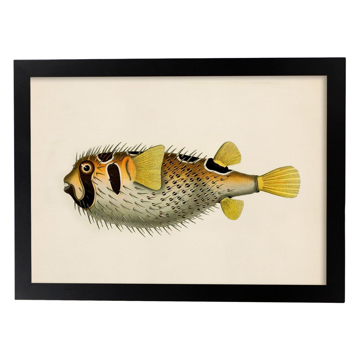 Lámina de pez amarillo, negro y blanco en , fondo papel vintage.-Artwork-Nacnic-A3-Marco Negro-Nacnic Estudio SL