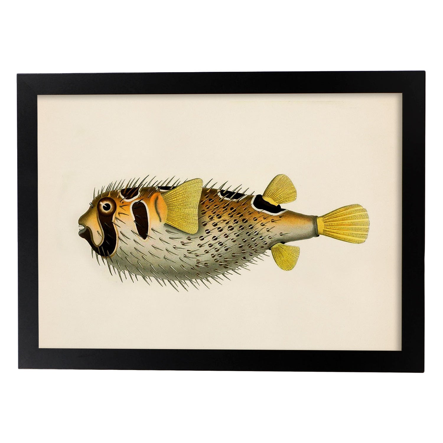 Lámina de pez amarillo, negro y blanco en , fondo papel vintage.-Artwork-Nacnic-A3-Marco Negro-Nacnic Estudio SL
