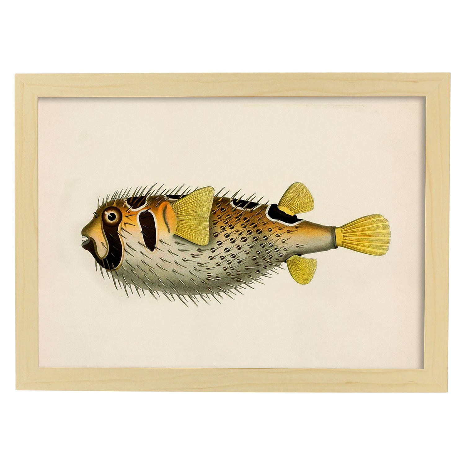 Lámina de pez amarillo, negro y blanco en , fondo papel vintage.-Artwork-Nacnic-A4-Marco Madera clara-Nacnic Estudio SL