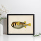 Lámina de pez amarillo, negro y blanco en , fondo papel vintage.-Artwork-Nacnic-Nacnic Estudio SL