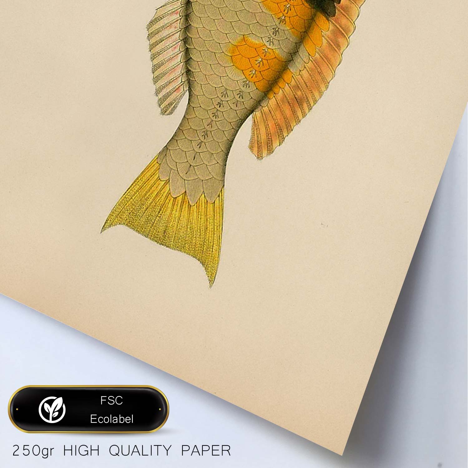 Lámina de pez amarillo, negro y naranja en , fondo papel vintage.-Artwork-Nacnic-Nacnic Estudio SL